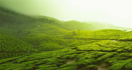 tea gardens in the munnar of kerala, one of the prominent tourist attractions of kerala tour packages