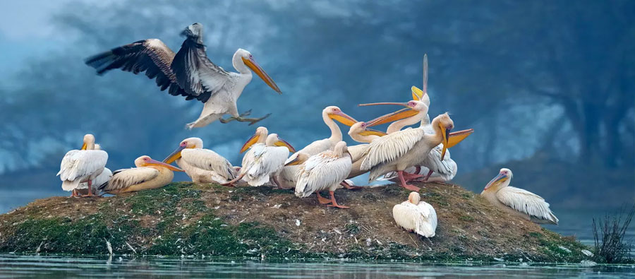 Keoladeo National Park  (Bharatpur Bird Sanctuary) Rajasthan