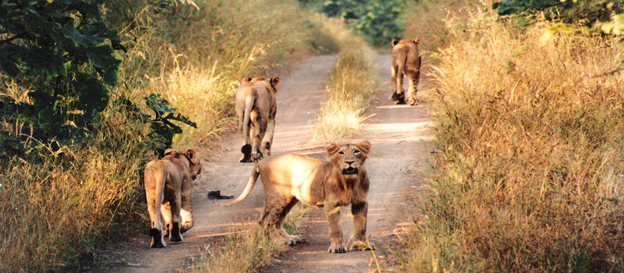 Sasan Gir National Park, Gujarat