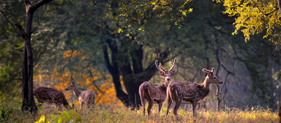 Kanha National Park