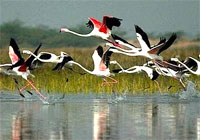 Keoledeo Ghana Bird Sanctuary (Bharatpur National Park)
