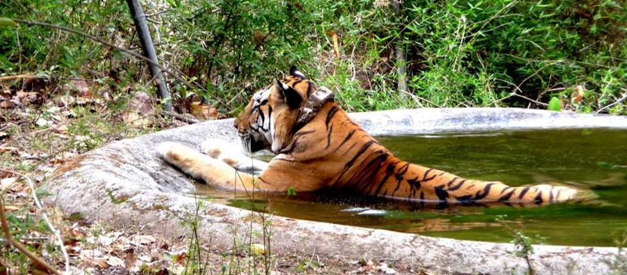 Panna National Park