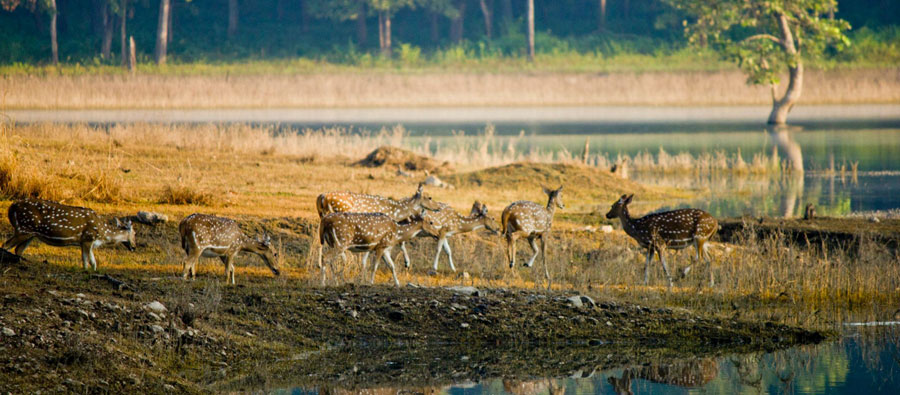 Pench National Park