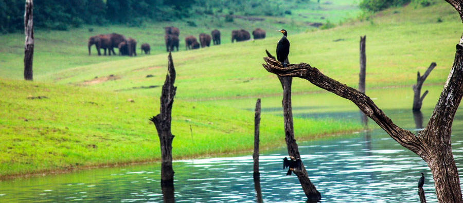 Periyar National Park