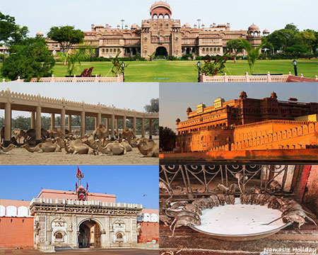 bikaner sightseeing covering prominent attractions such as lalgarh palace museum, national research center on camel, karni mata temple, junagarh fort of bikaner, and karni mata temple rats