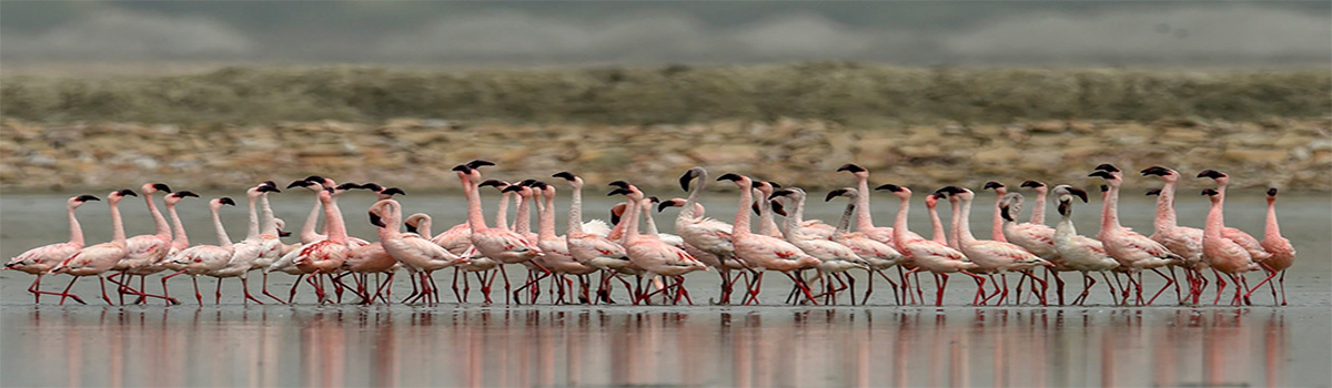 sambhar lake, one of the largest inland salt lake of india, a tourist attraction in between jaipur jodhpur/udaipur/pushkar, numerous flaminggos arrive here every winter.