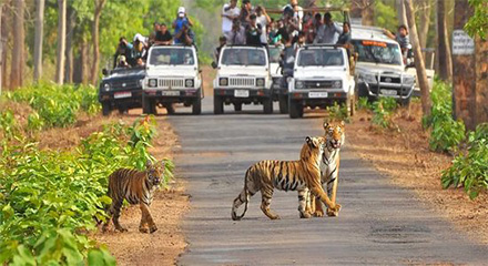 tiger spotted during Jungle safari in Ranthambore National Park of Rajasthan
