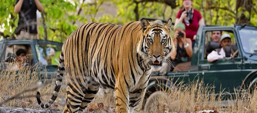 Ranthambore National Park