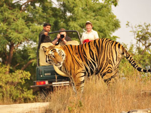 ranthambore national park jaipur to ranthambore rajasthan ranthambore tour rajasthan wildlife tour