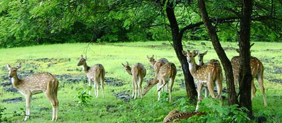 Sariska National Park, Rajasthan