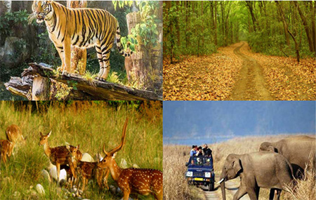 wildlife tours of India like ranthambore in rajasthan, panna in Madhya Pradesh, corbett in Uttarakhand, Keoladeo Bird Sanctuary